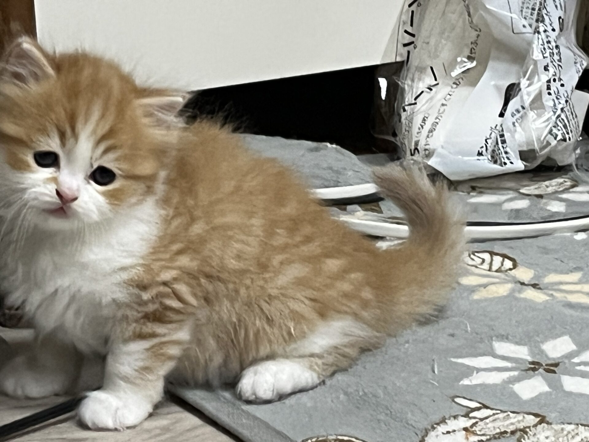 マンチカン　足長　ご家族決まりました
