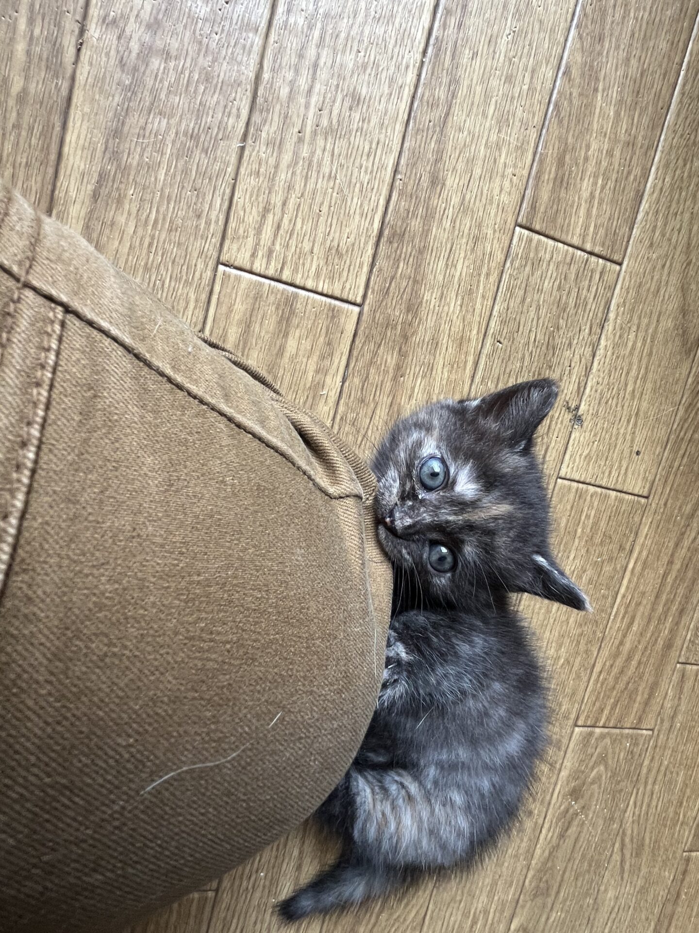 マンチカン　短足　ご家族決まりました
