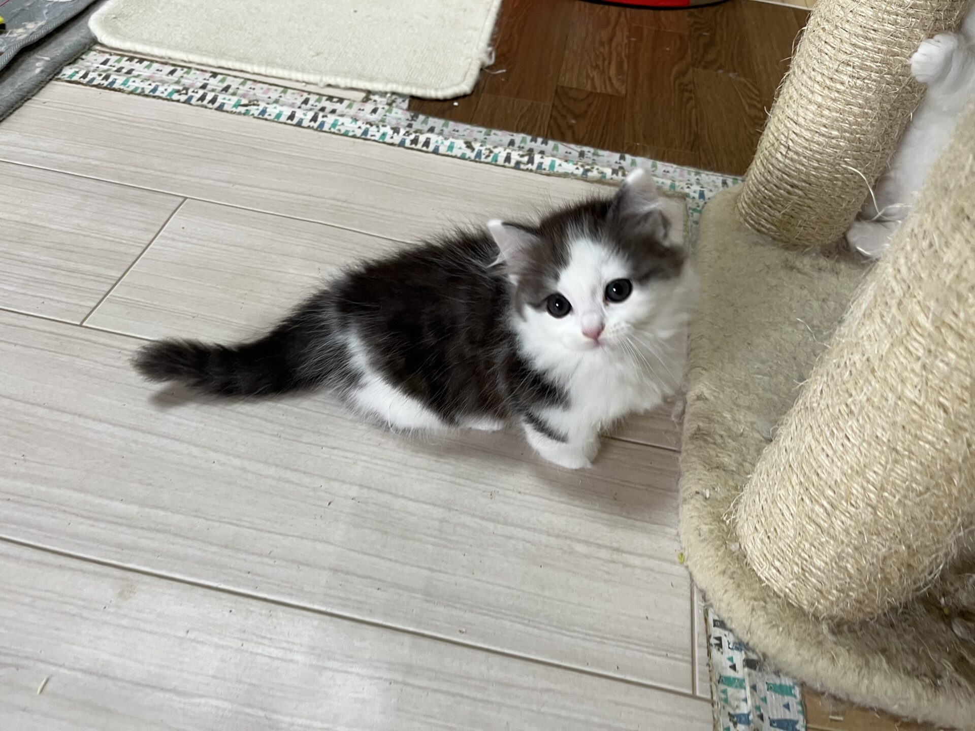 マンチカン　短足　ご家族決まりました