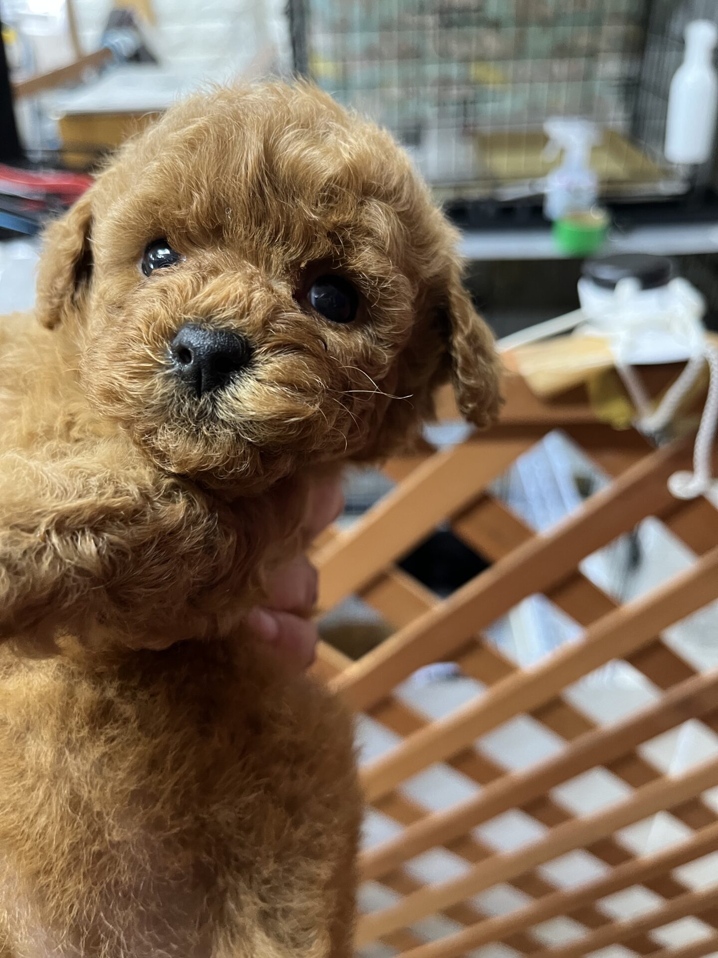 プードル