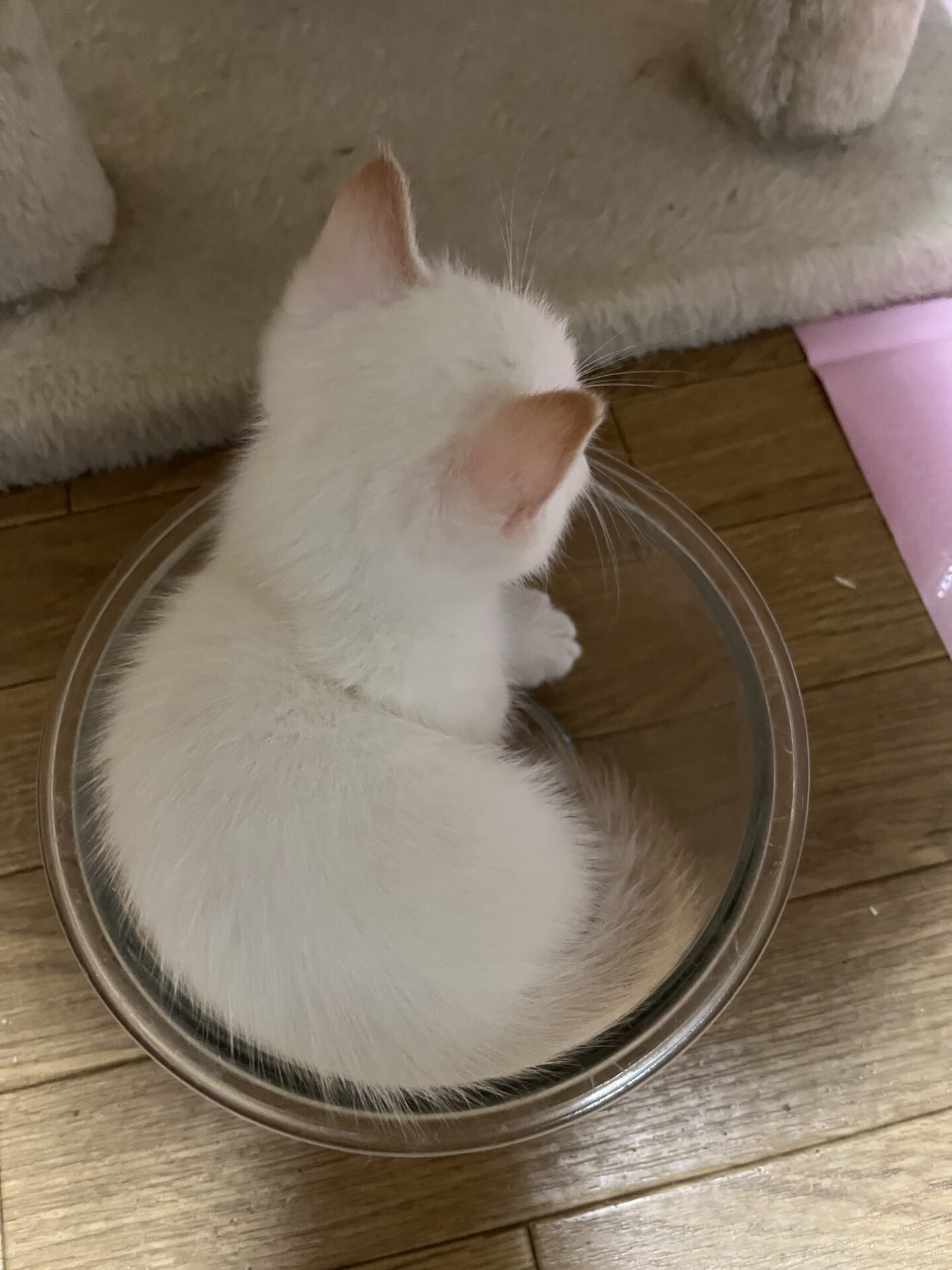 マンチカン　短足　ご家族募集中