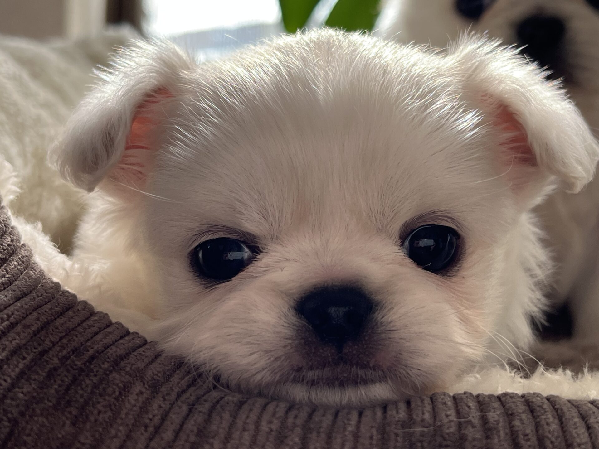 チワワ×ペキニーズ(母)