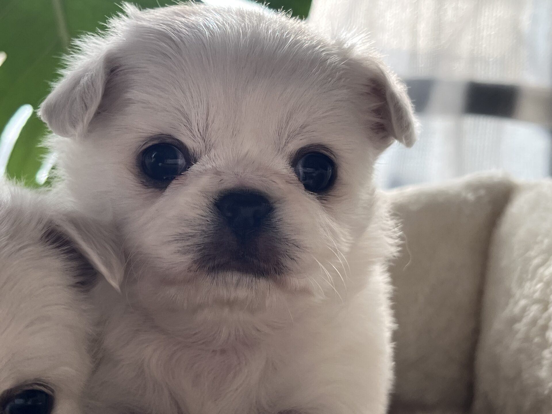 チワワ×ペキニーズ(母)