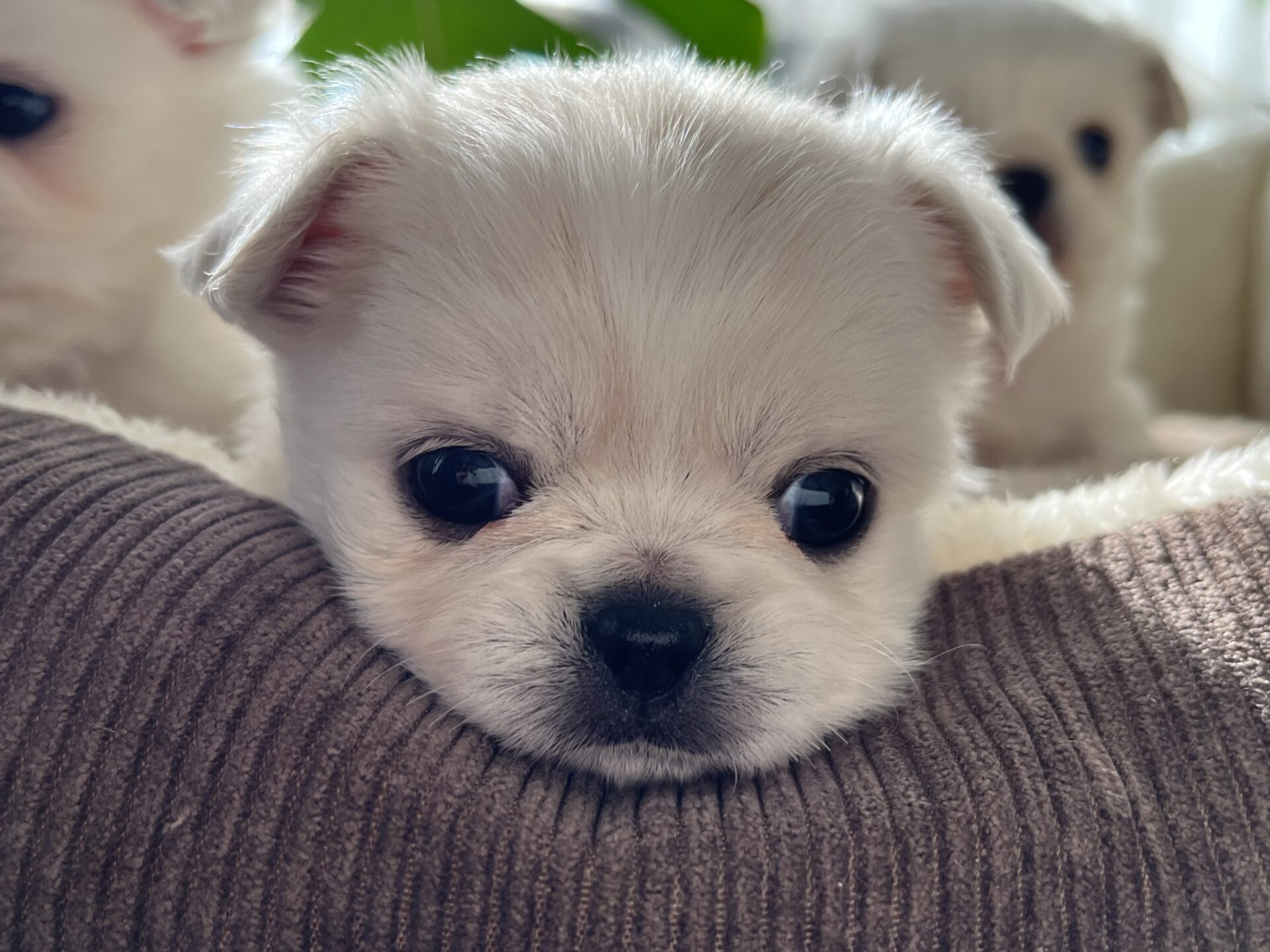 チワワ×ペキニーズ(母)