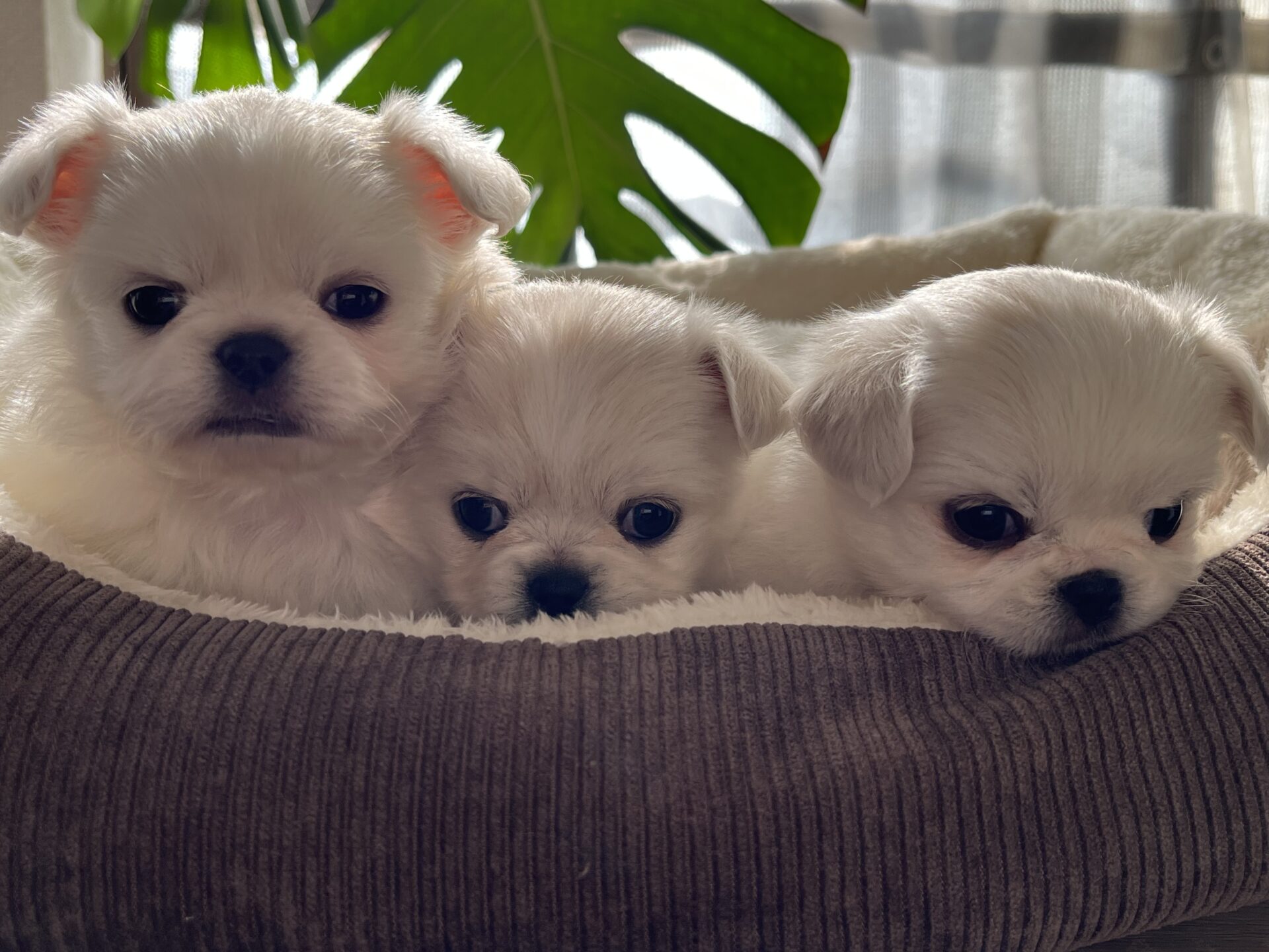 チワワ×ペキニーズ(母)